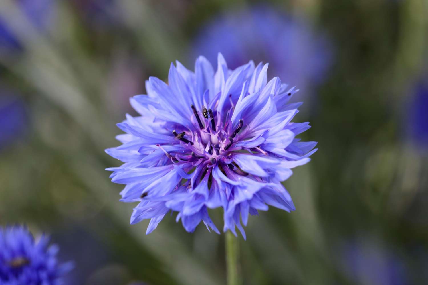 Bleuet bleu (graines)